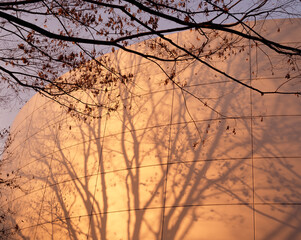 Fototapeta premium 木の影