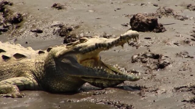 Crocodile resting in the sun with mouth open.