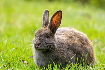 close up of a cute chubby brown rabbit eating on green grass field in the park