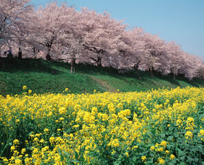 さくらと菜の花
