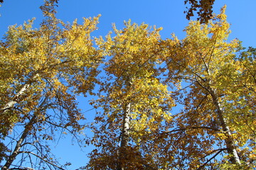 Autumn Above Us, Gold Bar Park, Edmonton, Alberta