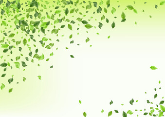 Fototapeta na wymiar Mint Leaf Flying Green Background Brochure. Fly 