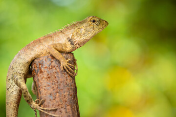 Macro Chameleon in the nature. Outdoor shooting on nature green blur space