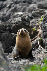 A New Zealand fur seal pup on the rocks in Cape Palliser in the Wairarapa