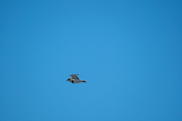 An endangered banded Dotterel bird flying in New Zealand