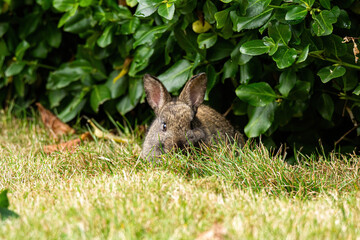 one cute brown bunny eating on green grass field while staring at you in front of the bushes in the park