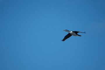 A King Shag bird in flight in New Zealand on a clear sunny day