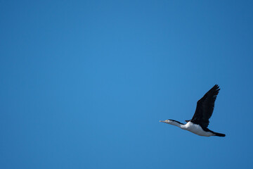 A King Shag bird in flight in New Zealand on a clear sunny day