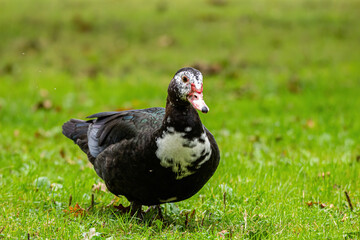 one beautiful muscovy duck walking on green grass field in the park