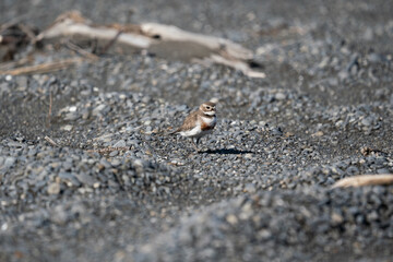 An endangered banded Dotterel bird on the beach in New Zealand