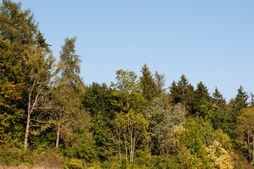 Fototapeta na wymiar the edge of a forest in autumn