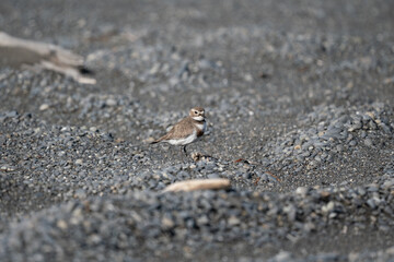 An endangered banded Dotterel bird on the beach in New Zealand