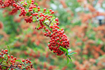 the red berries at a twig of pyracantha
