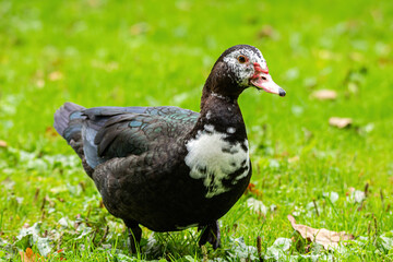 one beautiful muscovy duck walking on green grass field in the park