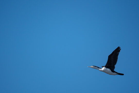 A King Shag Bird In Flight In New Zealand On A Clear Sunny Day