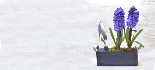 potted hyacinth in box with shovel on white background