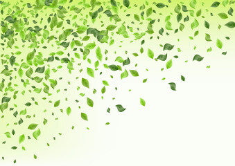 Lime Leaf Herbal Green Background Illustration. 