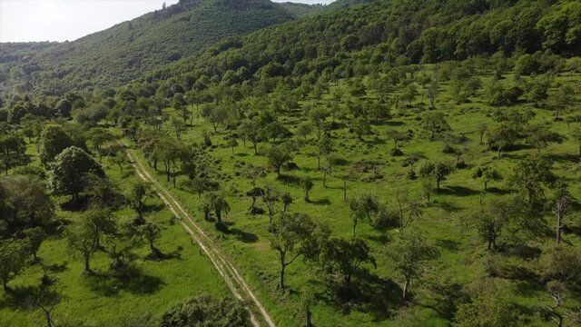 Streuobstwiesen, gef&auml;hrdeter Lebensraum im Rheintal bei Boppard-Buchenau