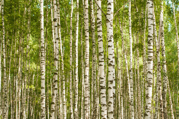 birch thicket