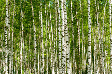 birch thicket
