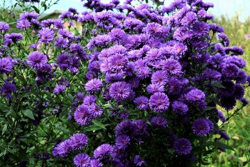 Obraz premium クジャク草の花