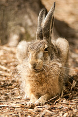 Gray adult rabbit