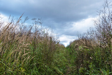 A path overgrown with tall dry grass against the background of a cloudy sky.