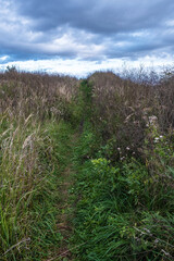 A path overgrown with tall dry grass against the background of a cloudy sky.
