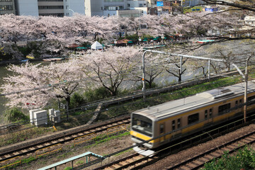 桜とJR総武線電車