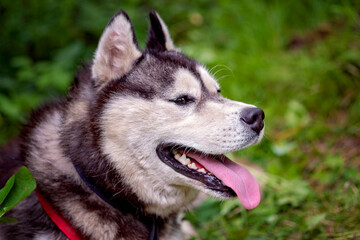 Close-up portrait of happy siberian husky in summer green forest
