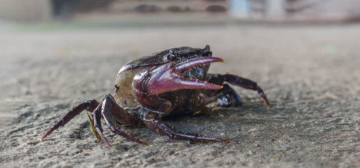 Crab claws, a crab that lives in rice fields