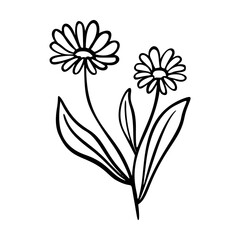 Calendula outline hand drawn element. Herbs doodle botanical icon calendula for logo. - obrazy, fototapety, plakaty