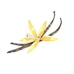 Watercolor vanilla flower with pods isolated on white. Hand drawn yellow orchid for parfume, packaging design. Natural ingredient and spice for culinary, recipe.