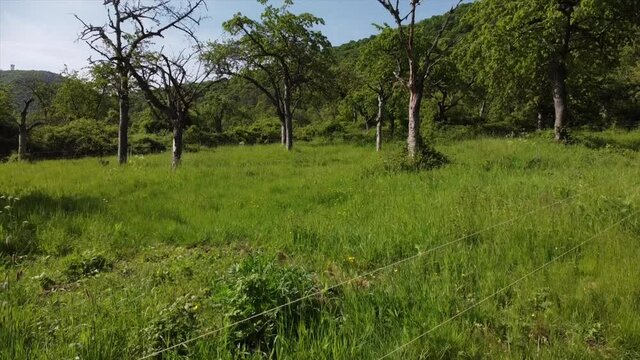 Streuobstwiesen, gef&auml;hrdeter Lebensraum im Rheintal bei Boppard-Buchenau