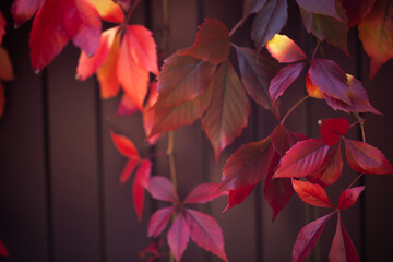 warm autumn background of an iron fence covered with red-orange leaves of wild grapes