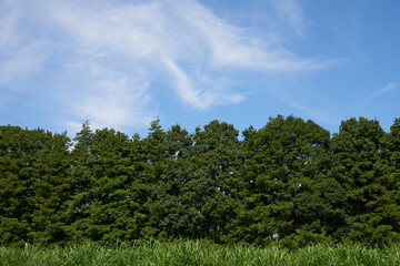 青空　木　森