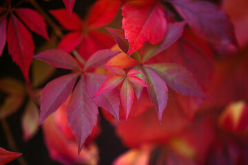 warm autumn background of an iron fence covered with red-orange leaves of wild grapes