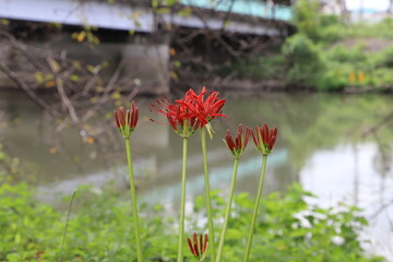 埼玉県元荒川の河川敷に咲くヒガンバナの赤い花