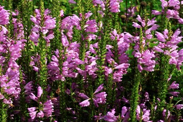 Fototapeta premium ハナトラノオの花