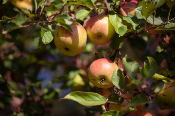 ripe apples on a tree on a sunny autumn day