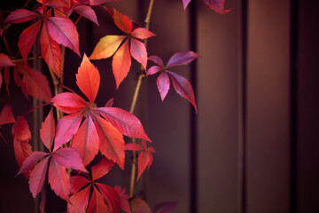 warm autumn background of an iron fence covered with red-orange leaves of wild grapes
