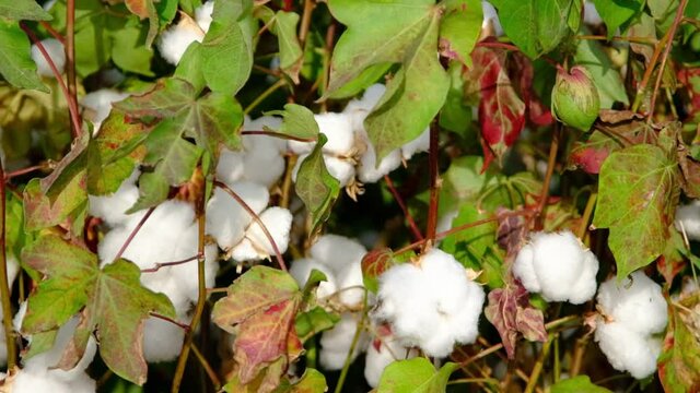 Cotton picking season. The latest on the blooming cotton field. Agricultural industry