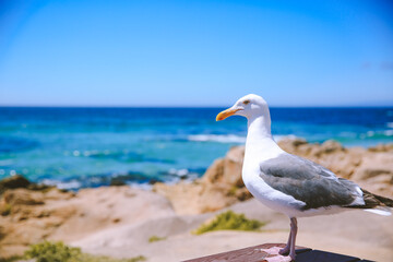 Fototapeta premium 17-Mile Drive, California