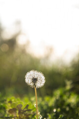 a dandelion in the field