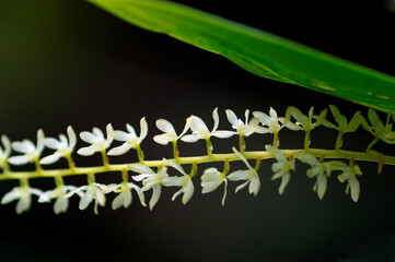 花と植物