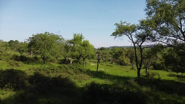 Streuobstwiesen, gef&auml;hrdeter Lebensraum im Rheintal bei Boppard-Buchenau