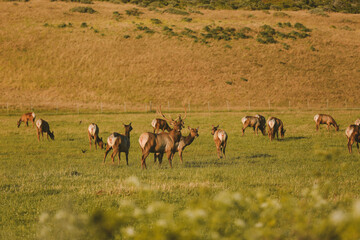 Wild deer by the road, California summer