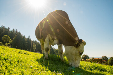 Sun with cow on the meadow eating grass
