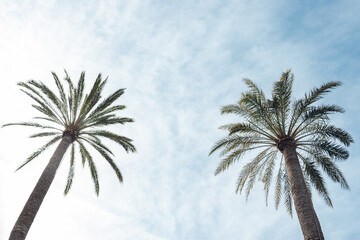 Palm trees in Palma de Mallorca, Balearic Islands, Spain