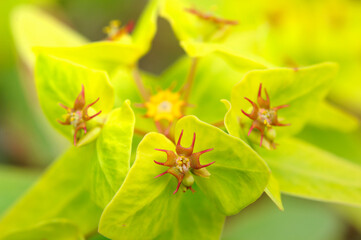Fototapeta premium 花と植物